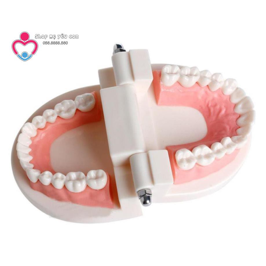 Mô hình hàm răng giả dùng trong giáo dục bé tập đánh răng