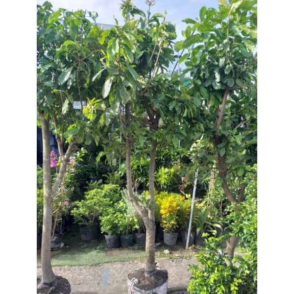 Cây Lộc Vừng cao trên 2m cây y hình