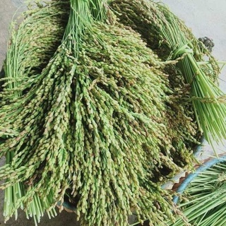 1kg cốm khô tây bắc màu xanh