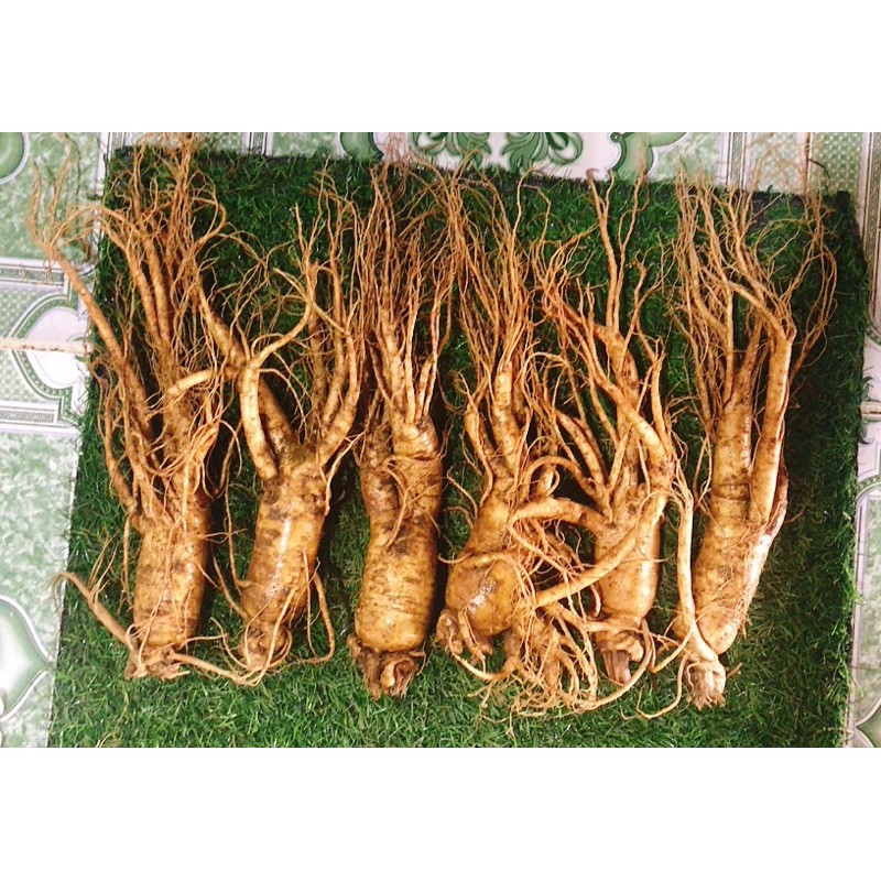 Nhân sâm tươi Hàn Quốc size 6 củ 1kg Giá 359k /1Củ To. | BigBuy360 - bigbuy360.vn