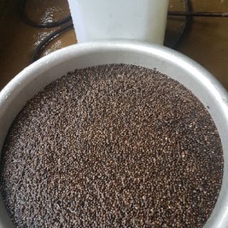 Hạt chuối hột rừng