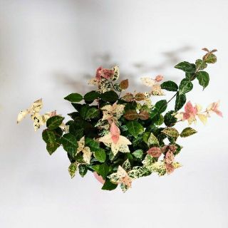 Thằn lằn... giống mới