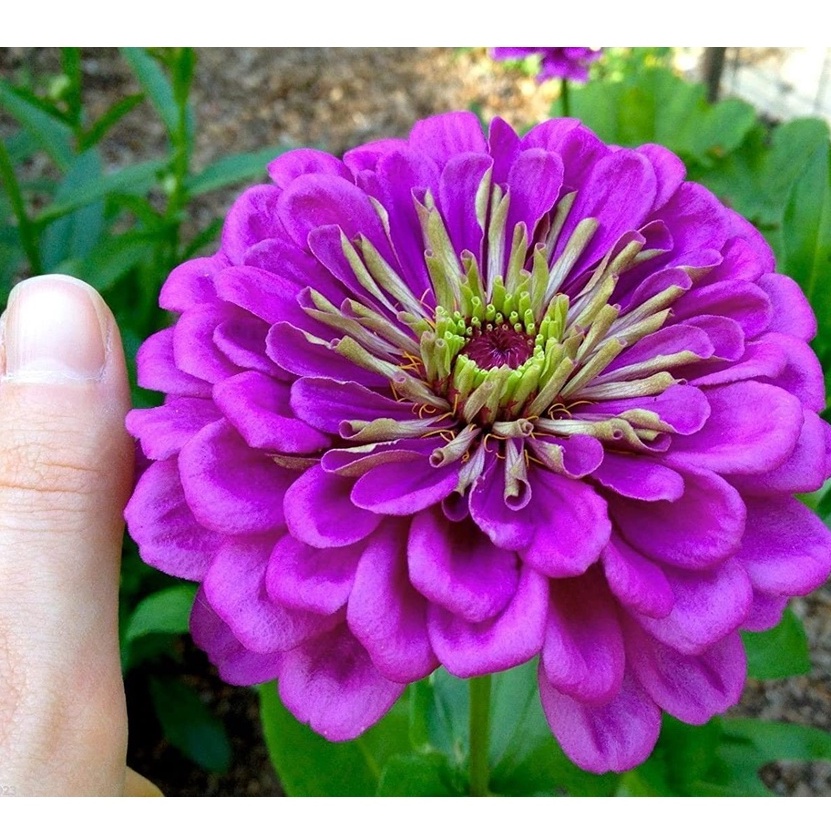 HẠT GIỐNG HOA CÚC Zinnia Seeds - Purple Prince'- Bướm và Chim ruồi yêu chúng!