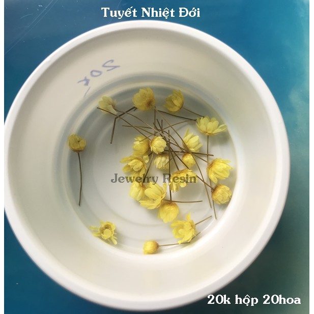 Hoa Tuyết Nhiệt Đới  đã cắt cành dùng trang trí làm Resin hoặc đồ handmade.