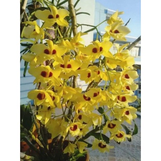 Phong lan Gatton Sunray trưởng thành sắp hoa