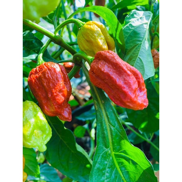 Hạt giống ớt 7pot lava