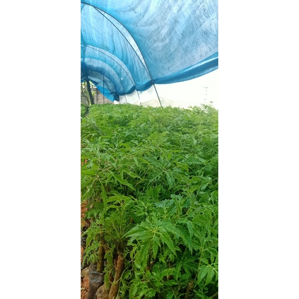 Cây giống đinh lăng nếp lá nhỏ  cưc tốt