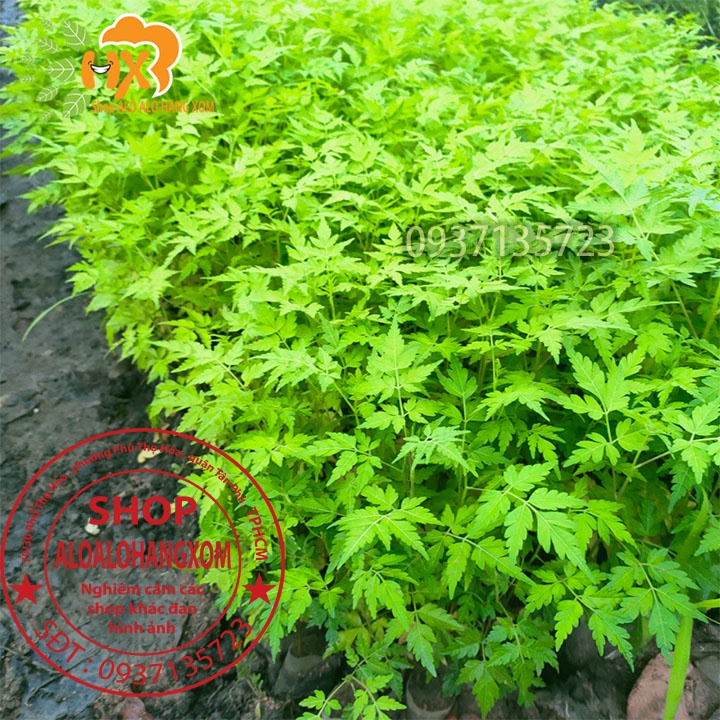 COMBO 50 CÂY XOAN TA CÂY GIỐNG CAO TỪ 10-15 CM