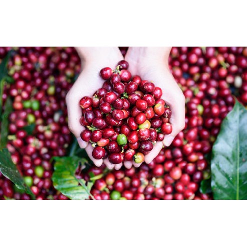 Cà phê ÊM 250gr - Robusta & Arabica - Rang xay nguyên chất - Chua thanh, hậu vị ngọt | Êm Coffee