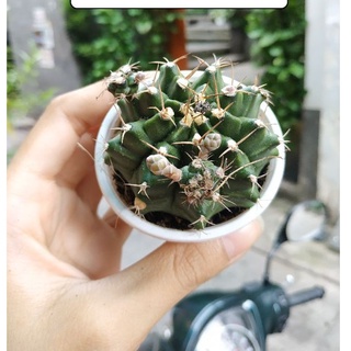 Xương rồng GYMNO VÂN