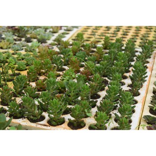 Sen đá thạch ngọc nho mini 2-4cm