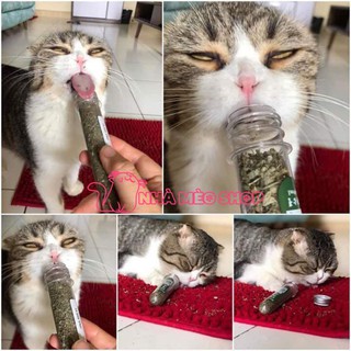 Cỏ bạc hà Catnip cho mèo 40ml