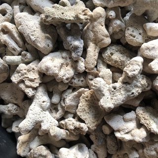Vụn san hô - phụ kiện chụp ảnh - trang trí thủy sinh