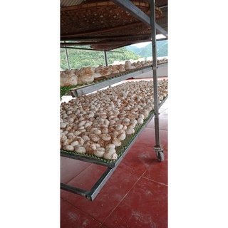 Men Ủ Rượu Cây Lá Men