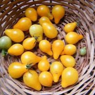 10 HẠT GIỐNG CÀ CHUA QUẢ LÊ VÀNG