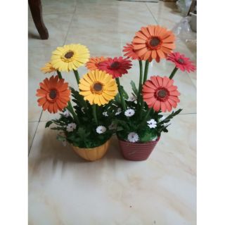 Chậu hoa đồng tiền