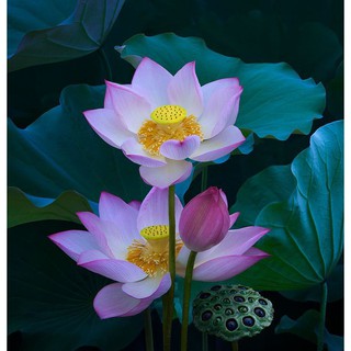3 Hạt giống hoa sen Nhật
