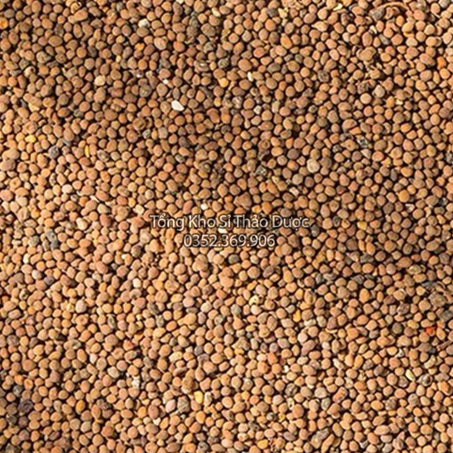 Thỏ Ty Tử 1kg (Vàng, Đẹp)