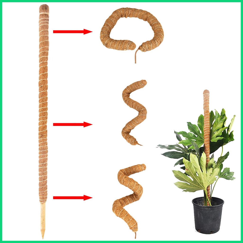 Cây Rêu Tự Nhiên Có Thể Uốn Cong Dùng Để Trồng Cây Monstera Và Chậu Trồng Cây Tự Nhiên