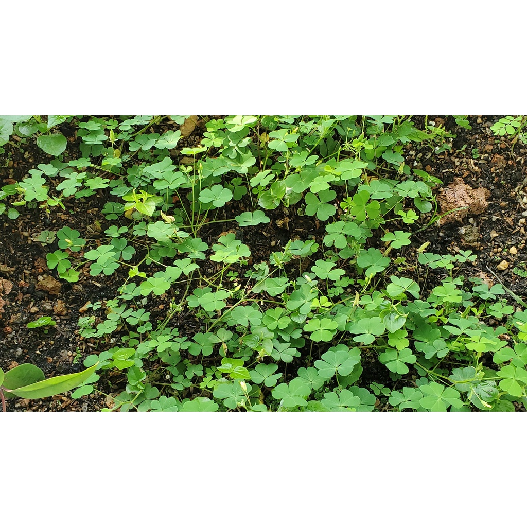 Đất Sạch Trồng Cây Rau Hoa Quả 1kg