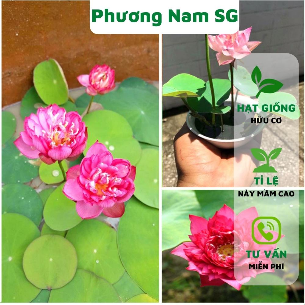 Hạt giống hoa sen mini Phương Nam 10H