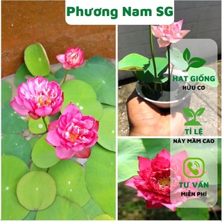Hạt giống hoa sen mini Phương Nam 10H