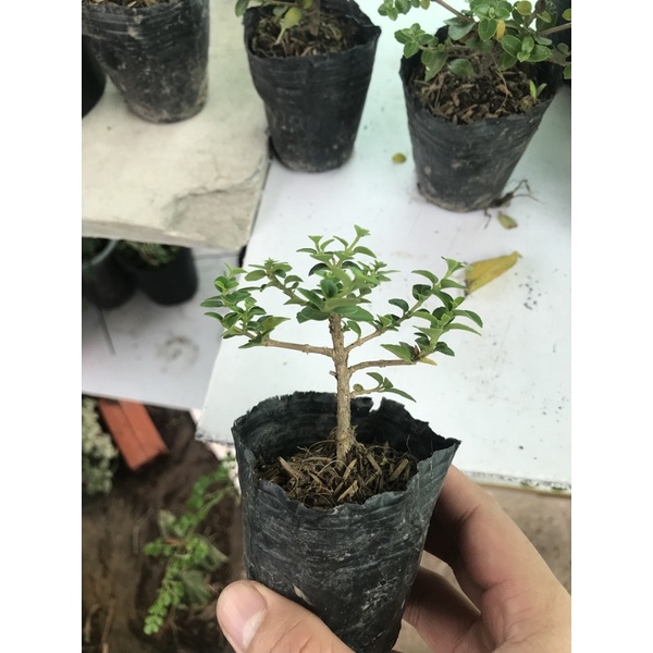 Sam hương cây phôi mini