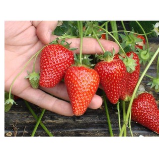 100 Hạt giống Dâu tây đỏ