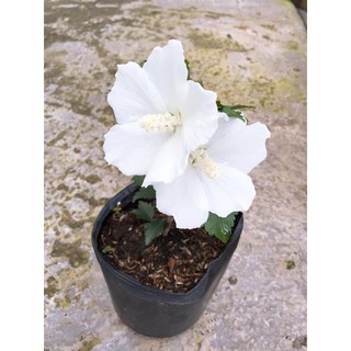 Cây Bông Bụp Thái