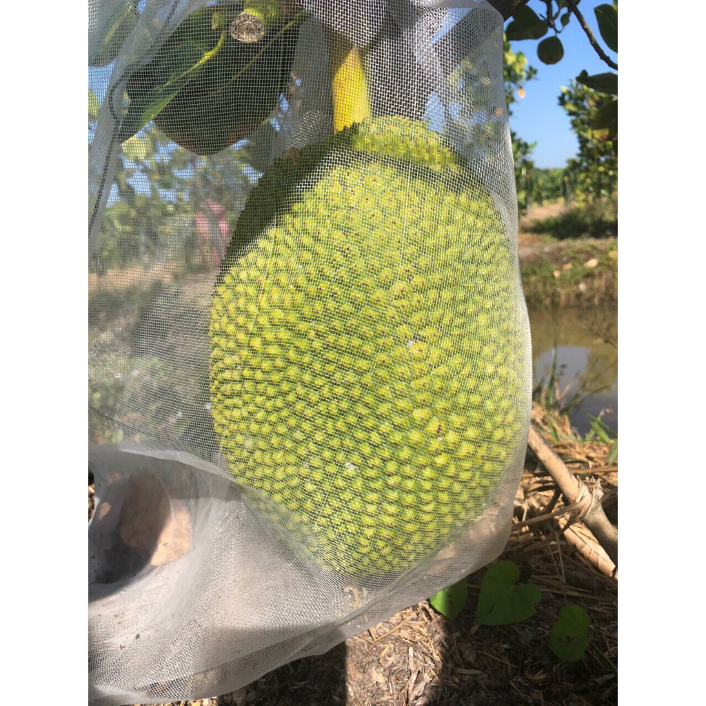 PHÂN BÓN CÂY ĂN TRÁI - SIÊU LỚN TRÁI GÓI 1KG - THÚC TRÁI LỚN NHANH, LÊN MÀU ĐẸP, TĂNG ĐỘ NGỌT VÀ TRỌNG LƯỢNG