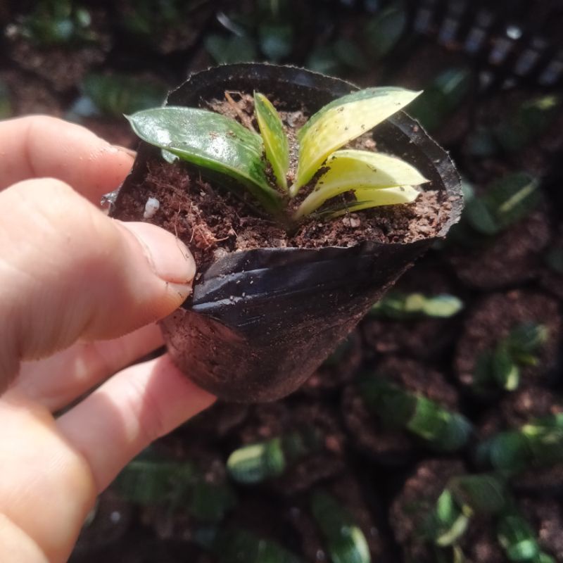Sale+ Sen Đá Mỏ  Vịt Var - Đột Biến.
