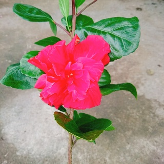 Hoa Dâm Bụt Thái - (cánh kép, giống mới) - caykiengsadec