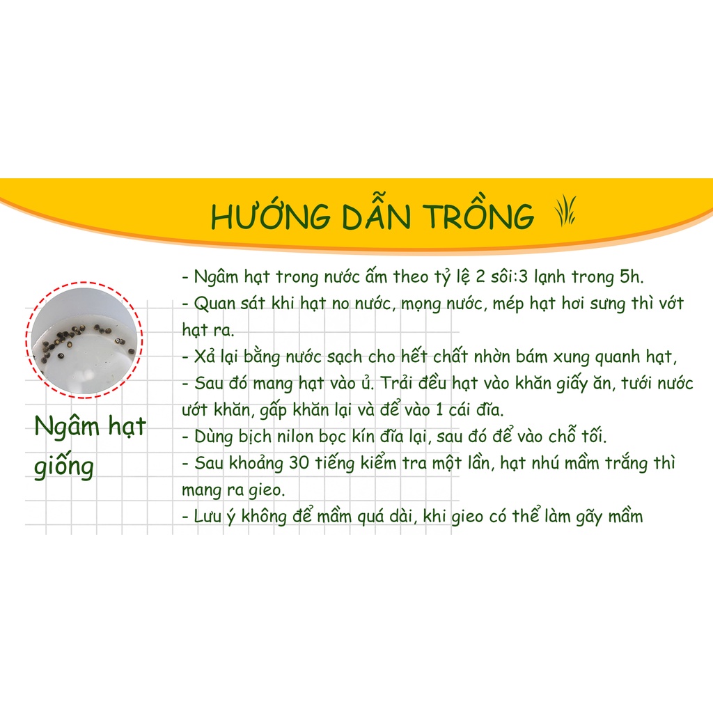 Hạt giống Cây Hương Thảo ( Gói 15 Hạt ) - Nông Sản Vàng