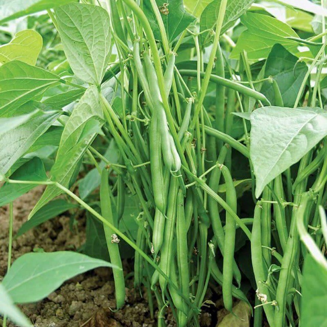 Hạt Giống Đậu Cô Ve Bụi - Gói 50Gr