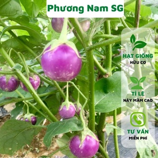 Hạt giống cà pháo tím Phương Nam 1gr