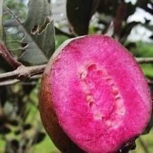 Cây Giống Ổi Tím malaysia