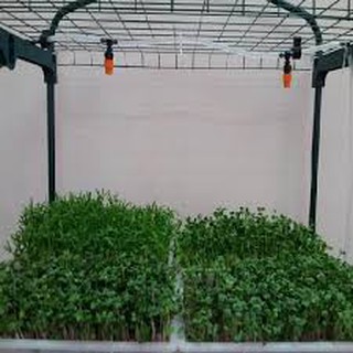 combo10 béc tưới cây phun sương 1 cửa