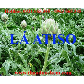 Lá Atiso 100gr [Hàng Đà Lạt 100% Tự Nhiên]