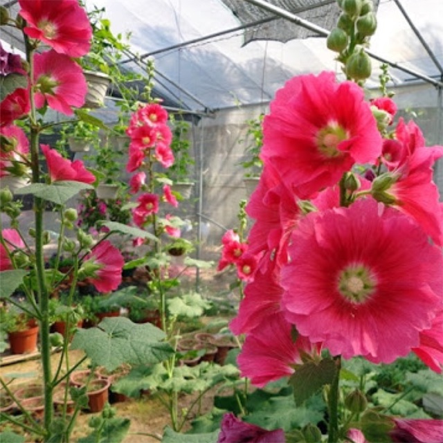 Hạt giống hoa Mãn Đình Hồng còn được gọi là Thục quỳ (Hollyhock hay Hollyhock Mallow), tên khoa học là Althaea rosea
