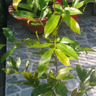 Cây mai vàng