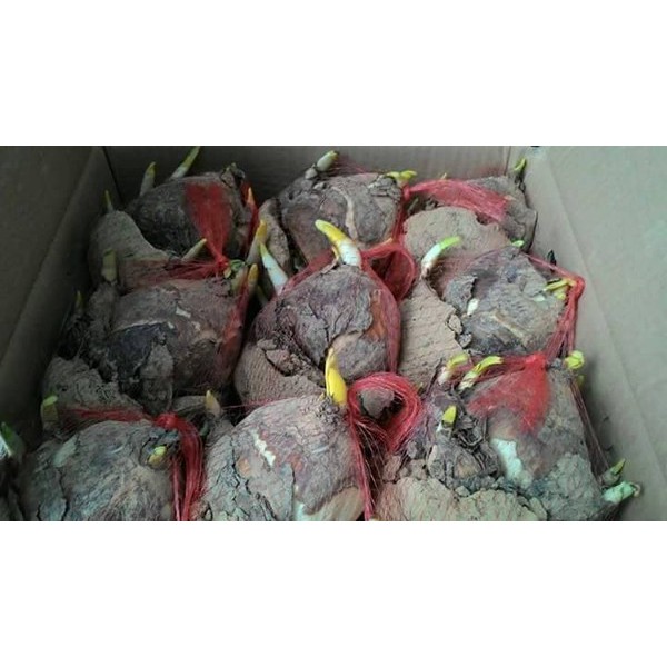 1 Củ Hoa Thủy Tiên size to loại thùng trắng 12 củ_Thủy tiên nước thủy sinh