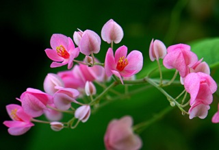 Hoa ti gon cây giống chỉ 60k