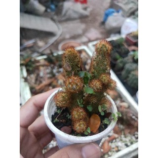 Xương Rồng mạng Nhện