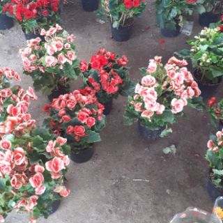 Chậu thu hải đường đà lạt
