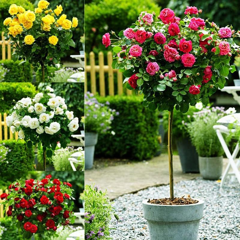 COMBO 5  GỐC HỒNG BỤI BÔNG TO CÁNH DÀY  TĂNG KÈM KÍCH RỄ