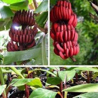 Cây giống chuối tiêu hồng