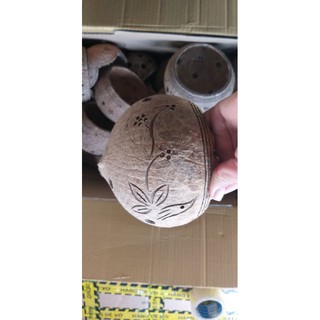 Chậu hoa lan gáo dừa size lớn