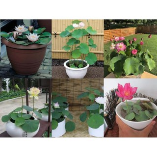 HG3b 10Hạt Giống Hoa Sen Nhật Mini 10 màu