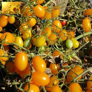 Hạt Giống Cà Chua Bi Vàng (30Hạt)