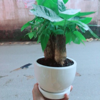 Chậu Kim Ngân 3 Thân